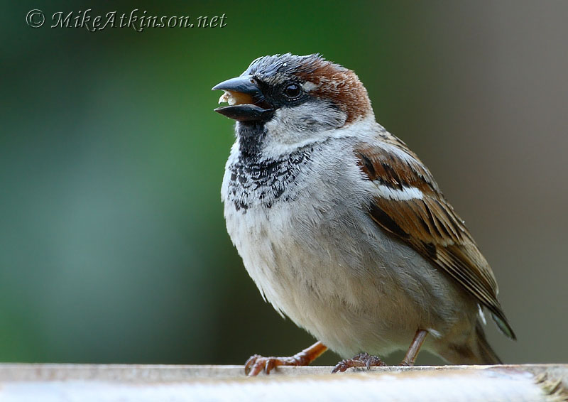 House Sparrow