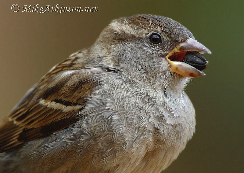 House Sparrow