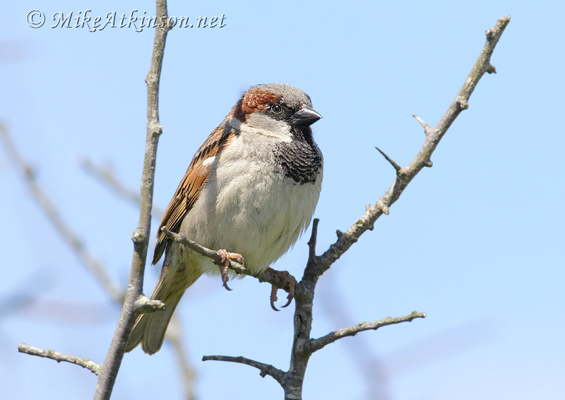 House Sparrow