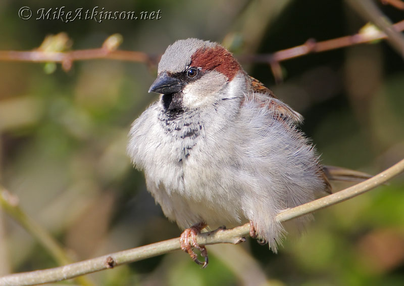 House Sparrow