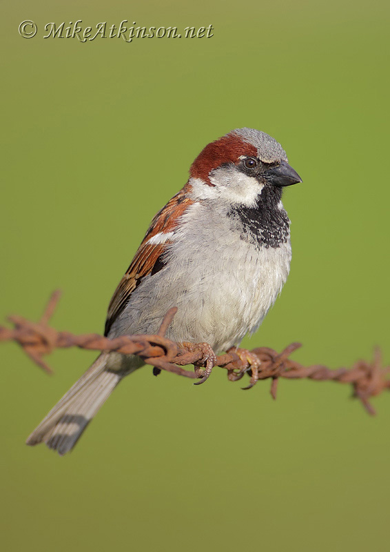 House Sparrow