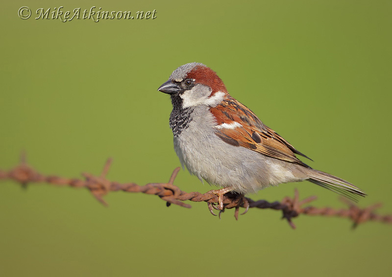 House Sparrow