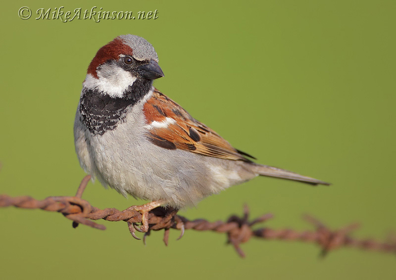 House Sparrow