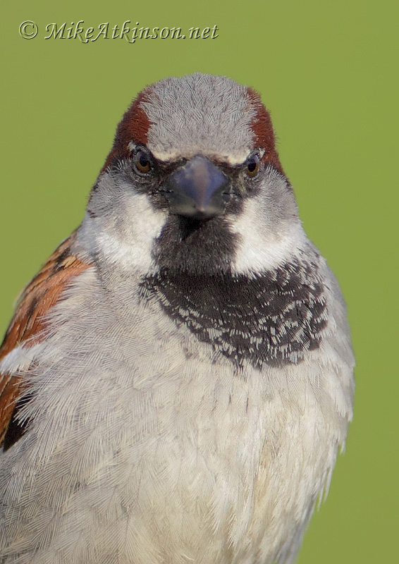 House Sparrow