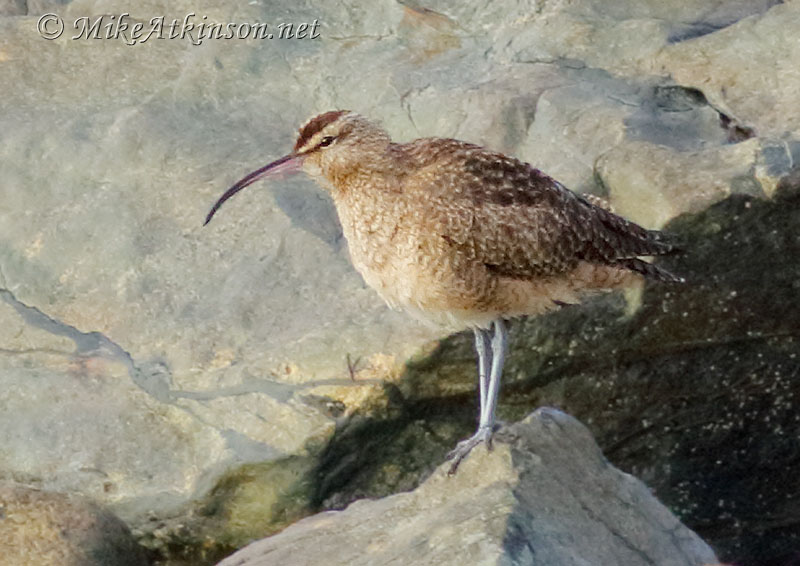 Hudsonian Whimbrel