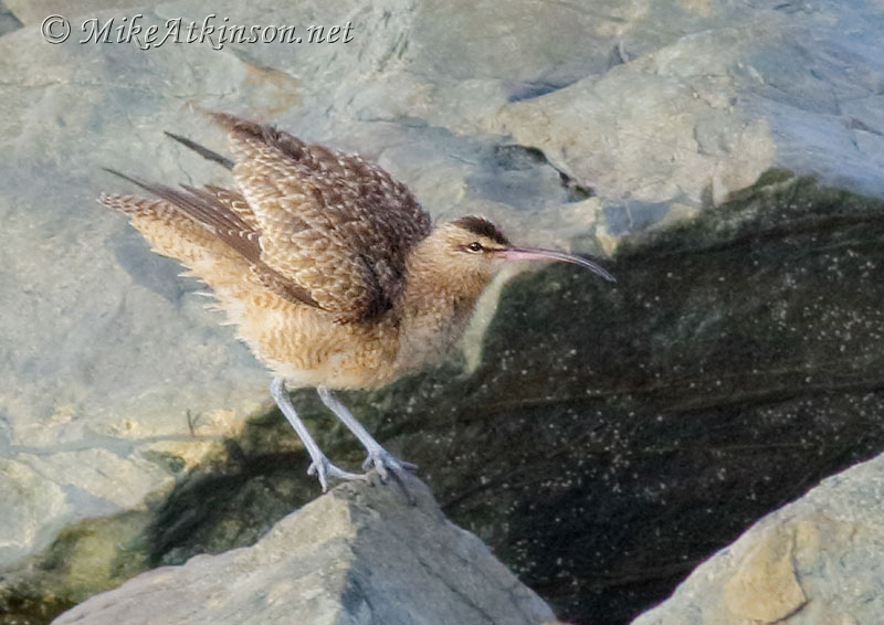 Hudsonian Whimbrel
