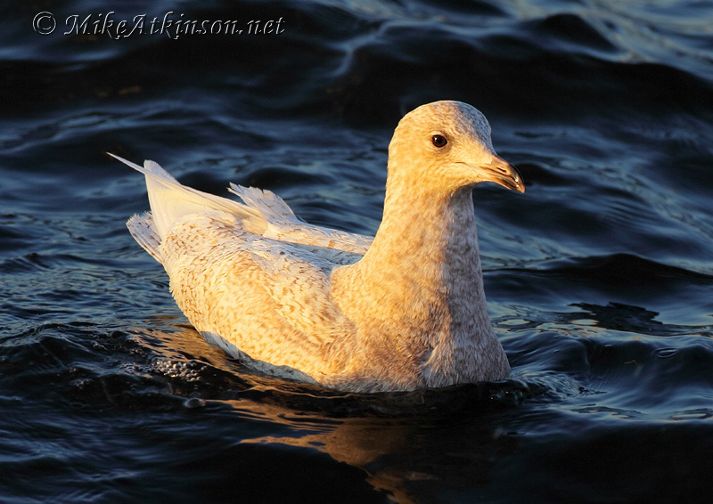 Iceland Gull