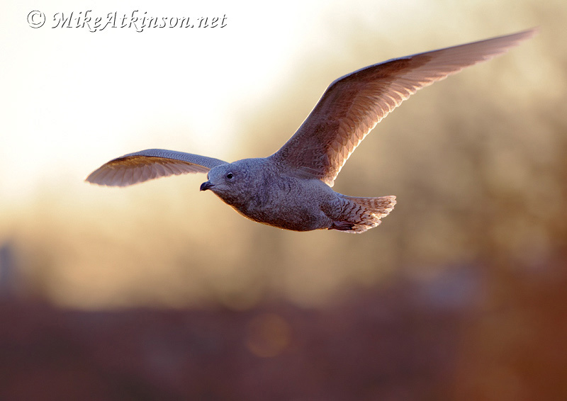 Iceland Gull