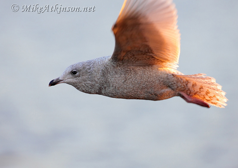 Iceland Gull