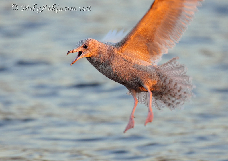 Iceland Gull