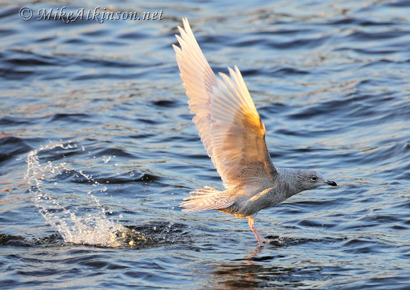 Iceland Gull