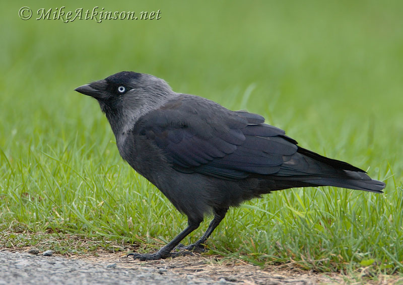 Jackdaw