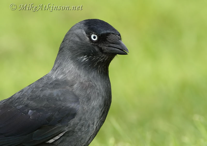 Jackdaw