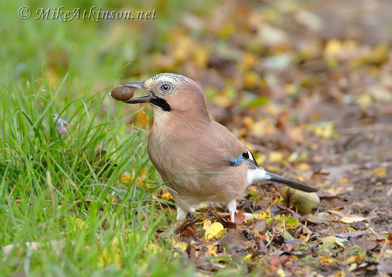 Jay