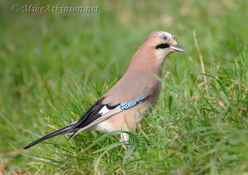 Jay