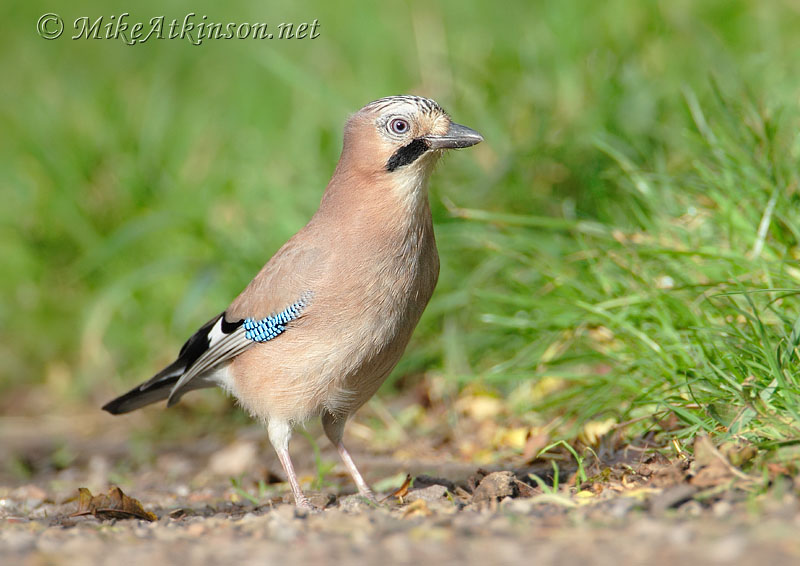 Jay