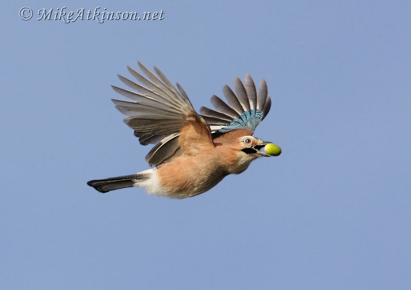 Jay