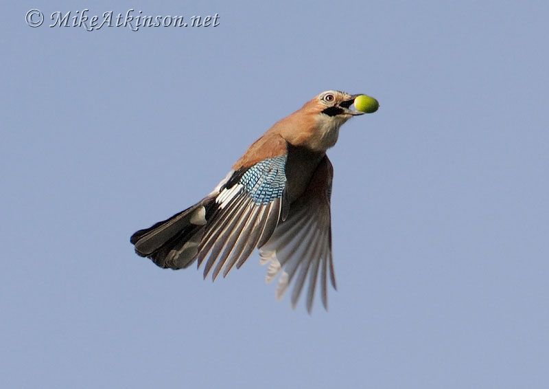 Jay