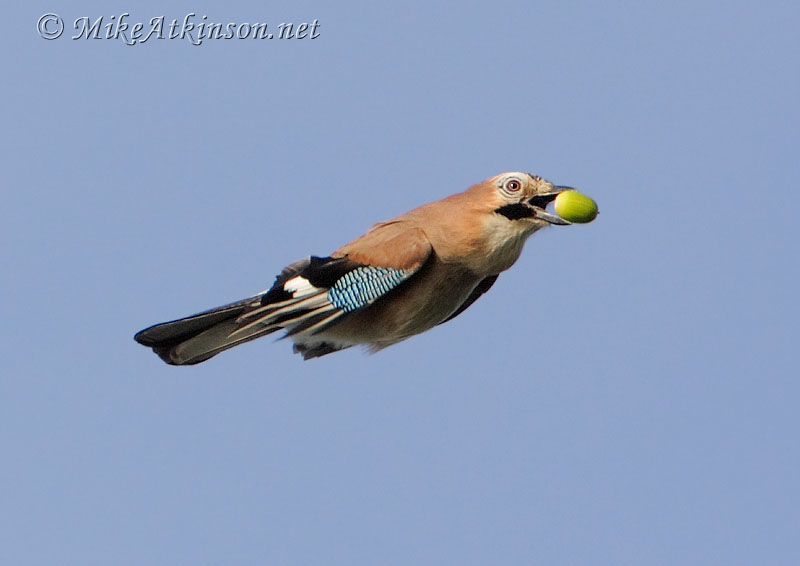 Jay