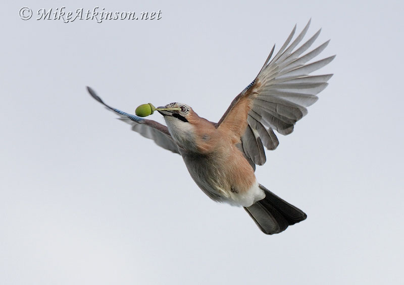 Jay