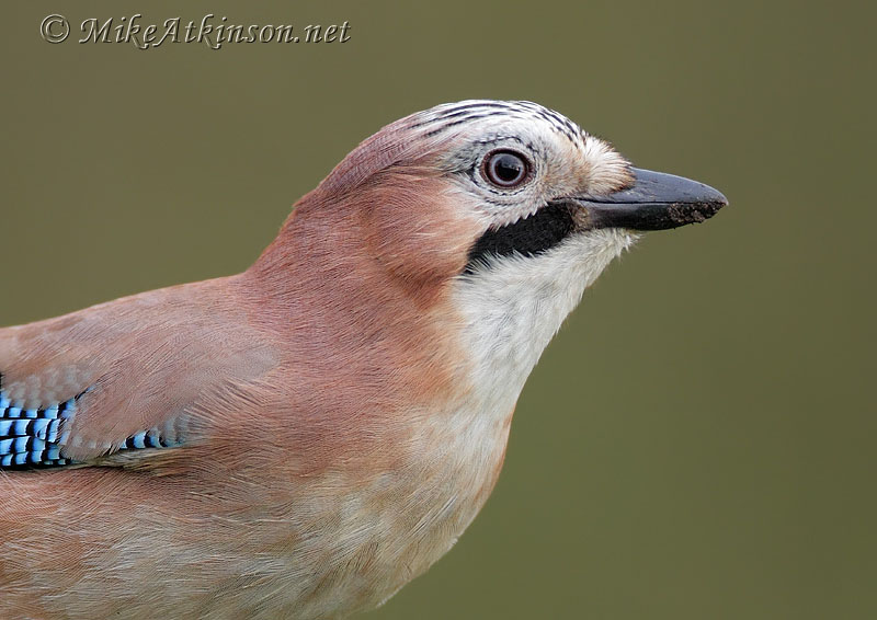 Jay
