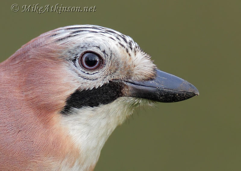 Jay