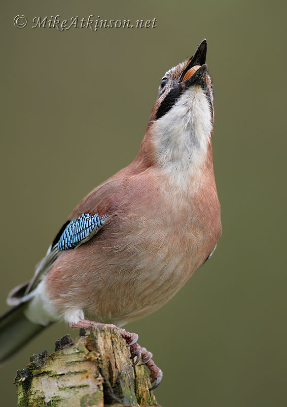 Jay