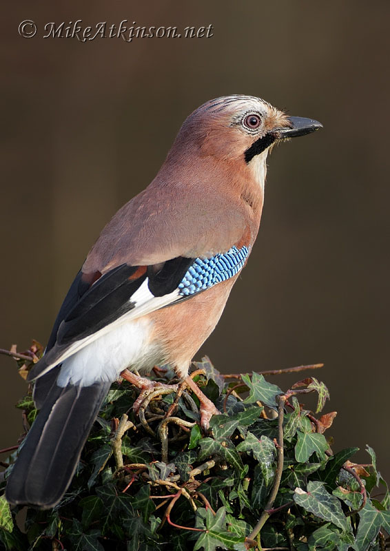 Jay