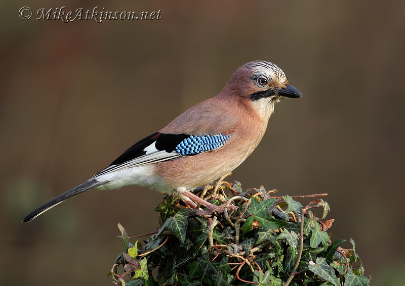 Jay