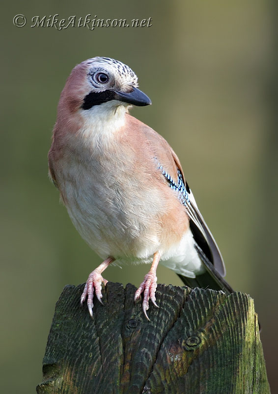 Jay