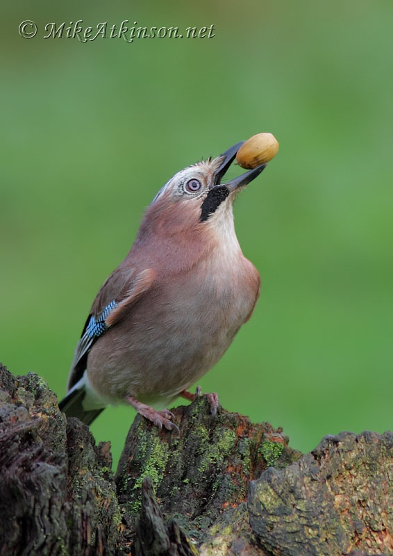 Jay