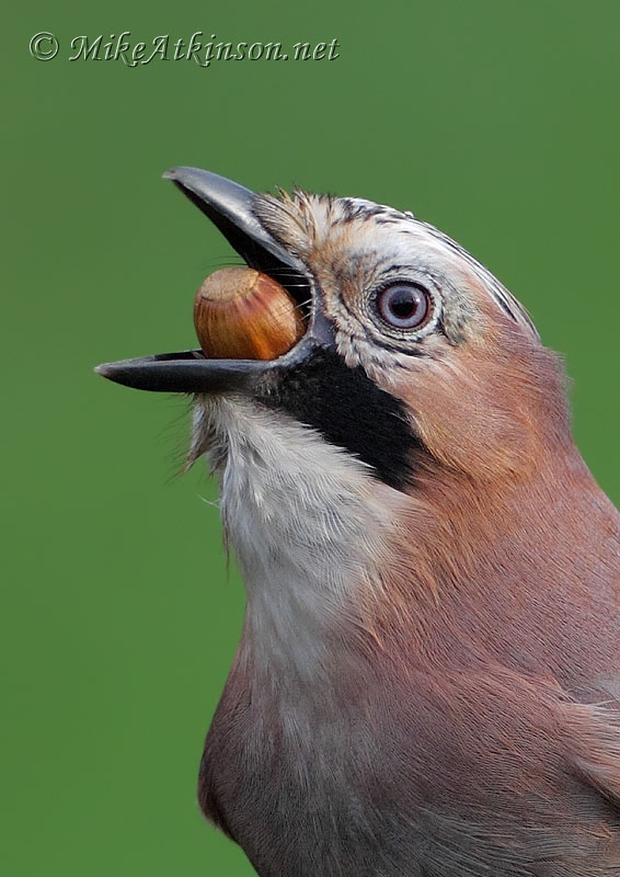 Jay
