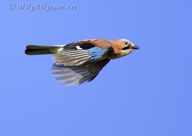 Jay
