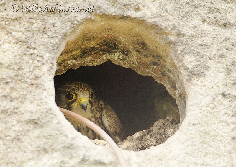 Kestrel