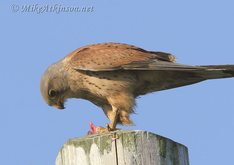 Kestrel