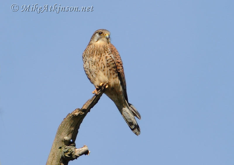 Kestrel