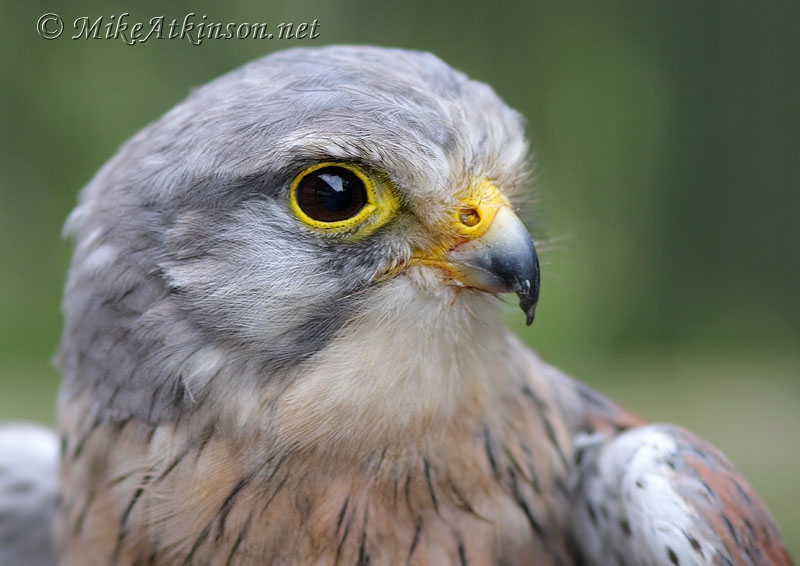 Kestrel (captive bird)