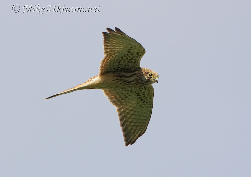 Kestrel