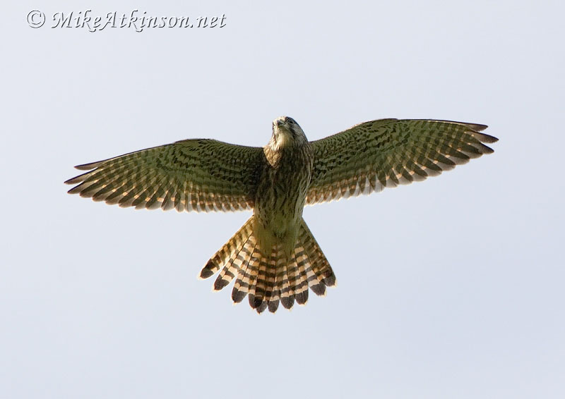 Kestrel