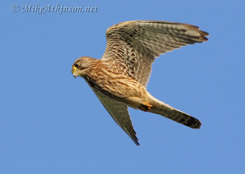 Kestrel