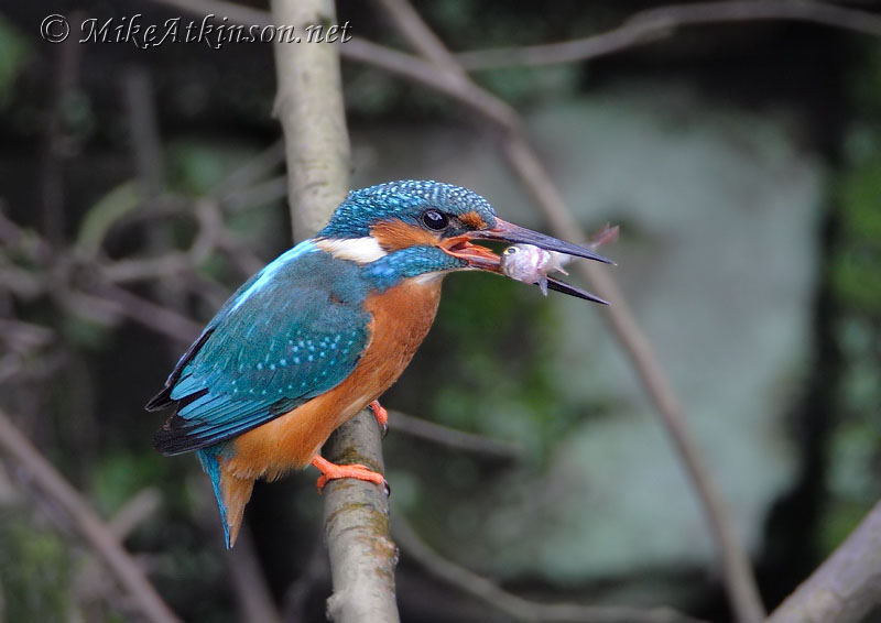 Kingfisher