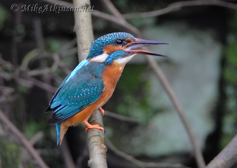 Kingfisher