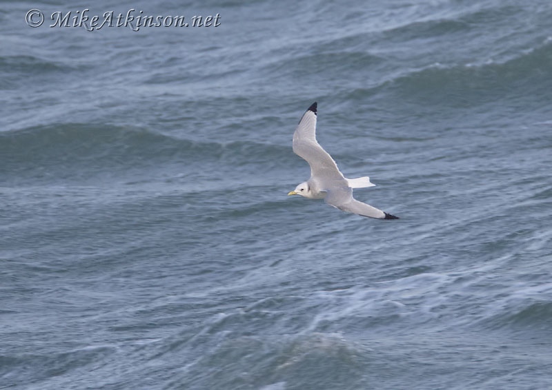 Kittiwake