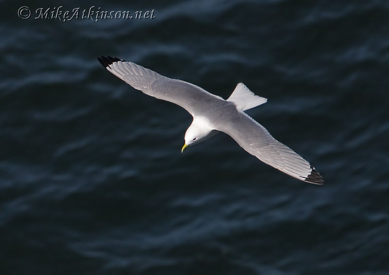 Kittiwake