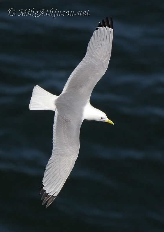 Kittiwake