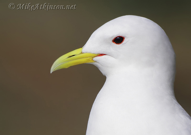 Kittiwake