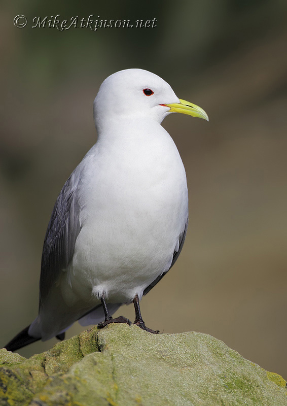Kittiwake