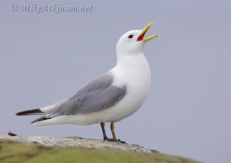 Kittiwake