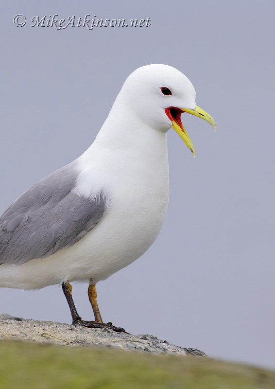 Kittiwake