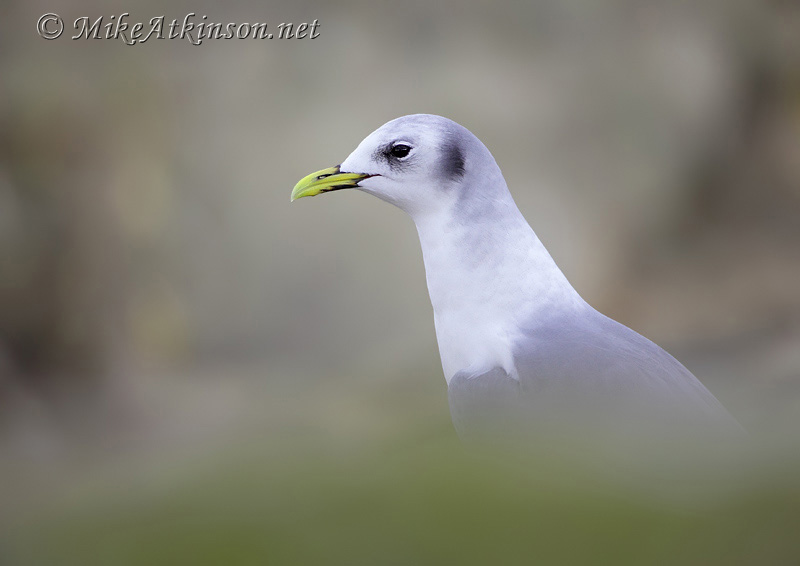 Kittiwake